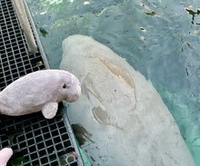 Load image into Gallery viewer, Dugong Small 11in Grey